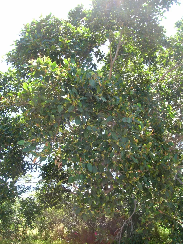 Plante ficus microcarpa montrant ses caractéristiques typiques