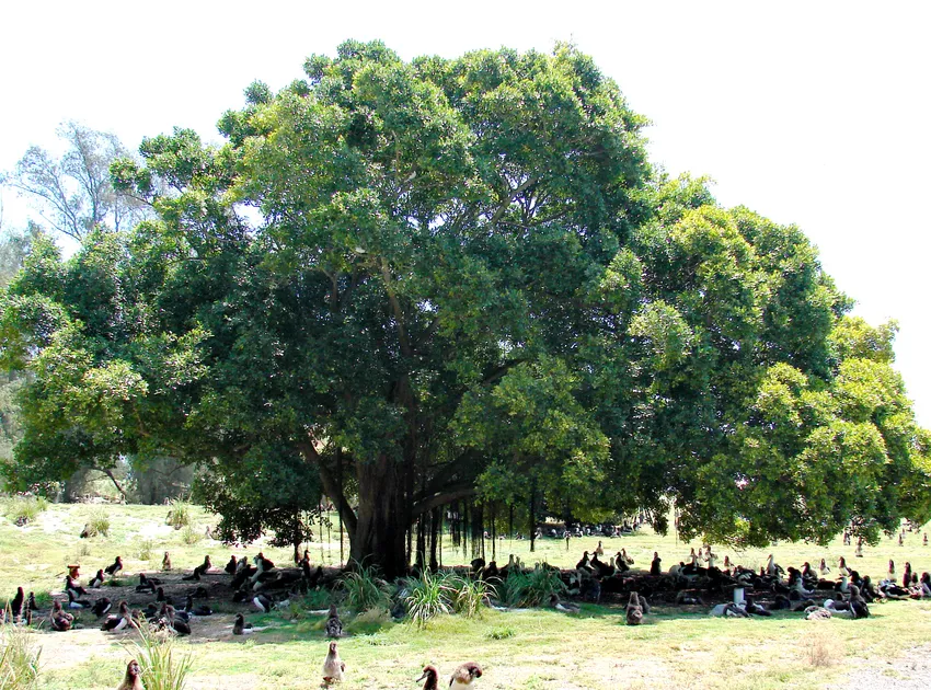 Plante ficus microcarpa montrant ses caractéristiques typiques