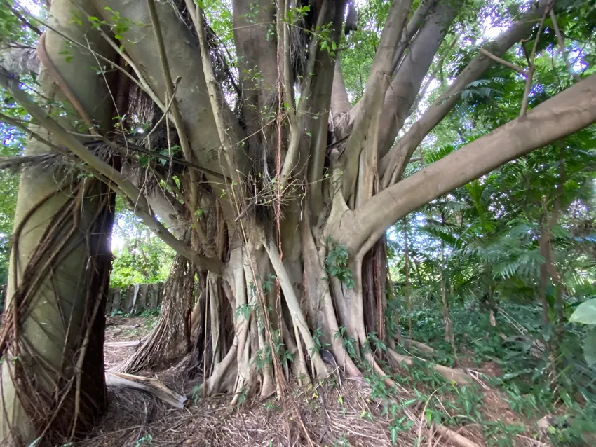 Plante ficus microcarpa montrant ses caractéristiques typiques