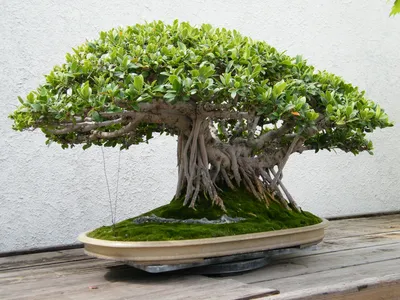 Image miniature de ficus microcarpa