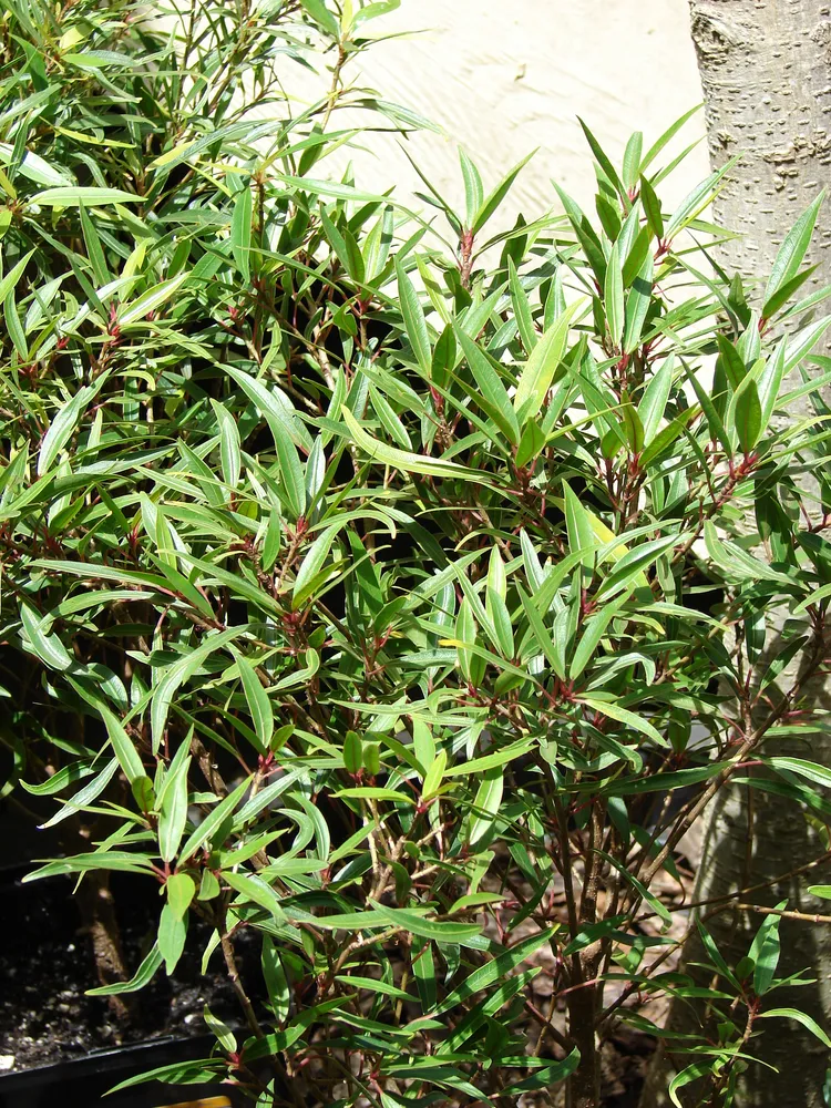 Plante ficus neriifolia montrant ses caractéristiques typiques