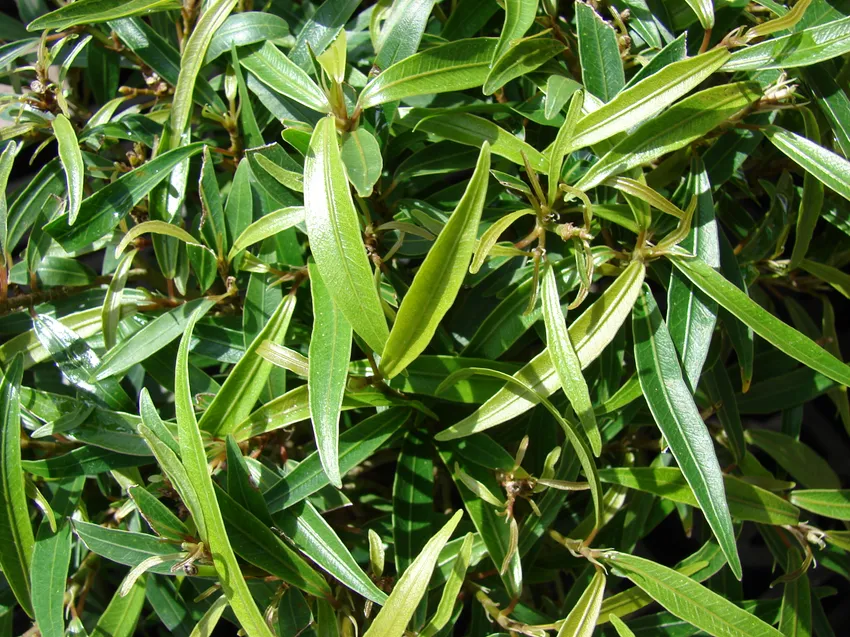 Plante ficus neriifolia montrant ses caractéristiques typiques