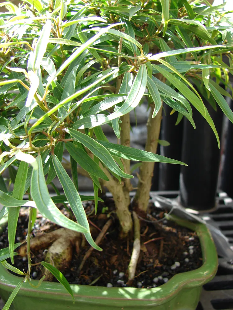 Plante ficus neriifolia montrant ses caractéristiques typiques