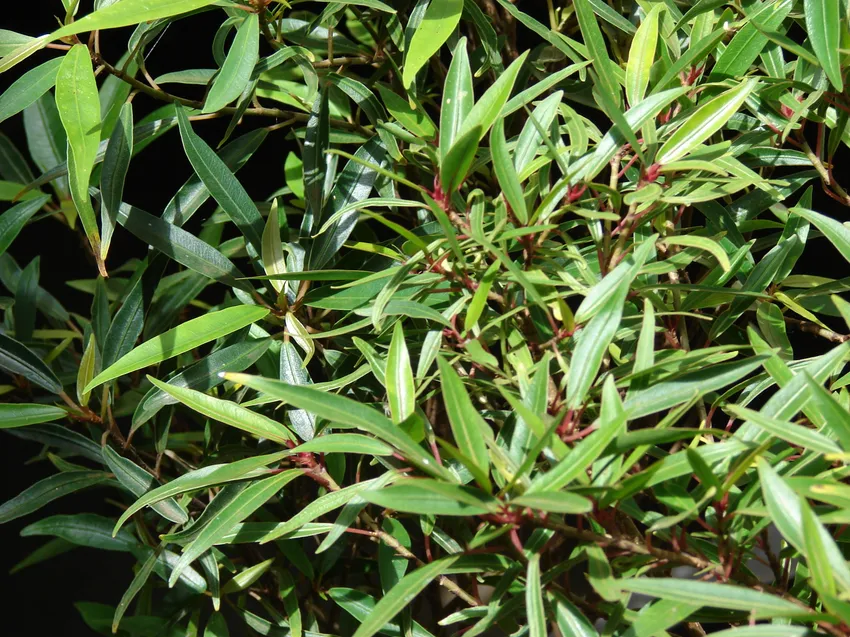 Plante ficus neriifolia montrant ses caractéristiques typiques