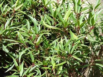 Image miniature de ficus neriifolia