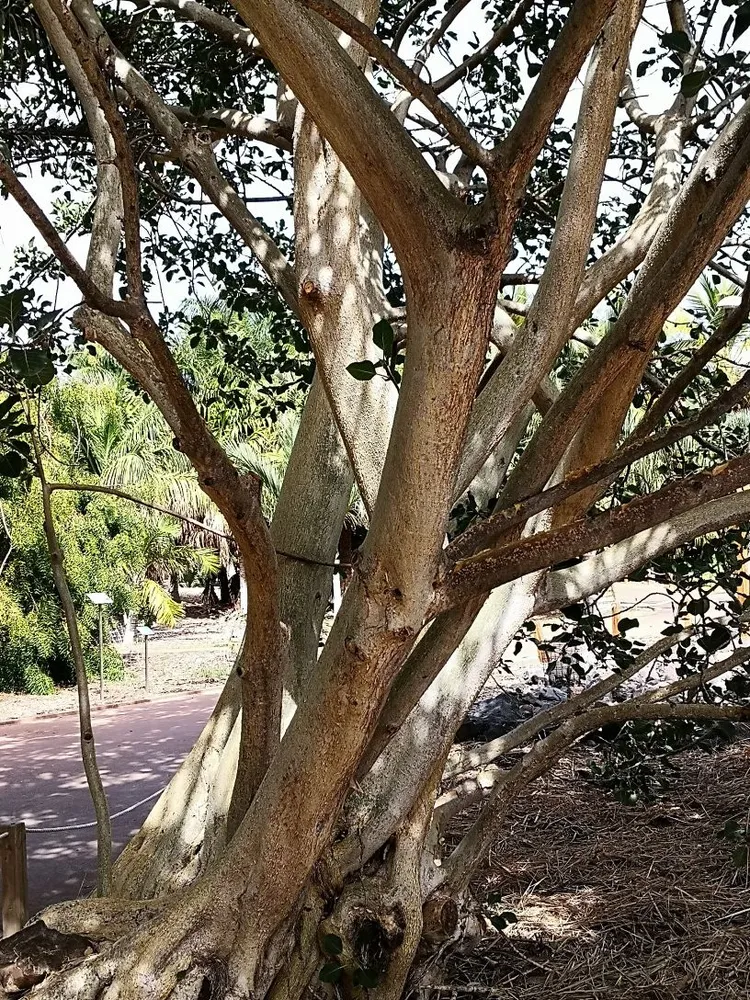 Plante ficus petiolaris montrant ses caractéristiques typiques