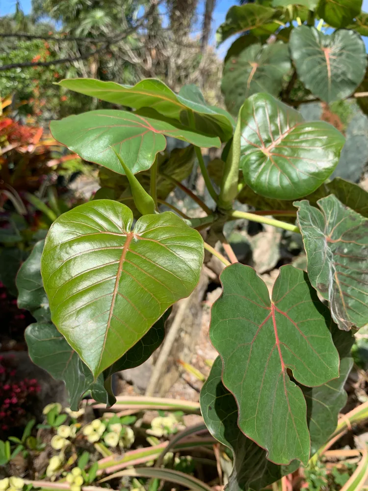 Plante ficus petiolaris montrant ses caractéristiques typiques