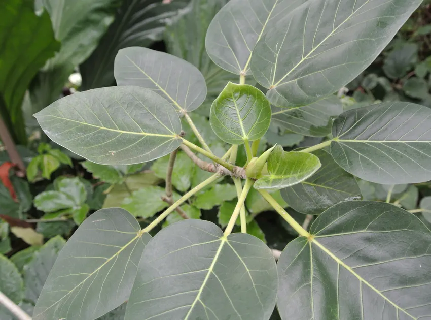 Plante ficus petiolaris montrant ses caractéristiques typiques