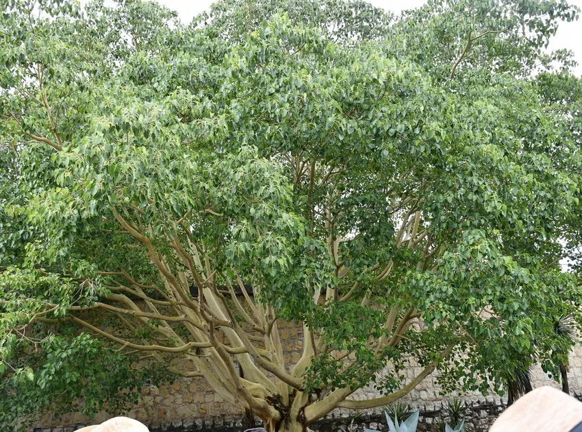 Plante ficus petiolaris montrant ses caractéristiques typiques