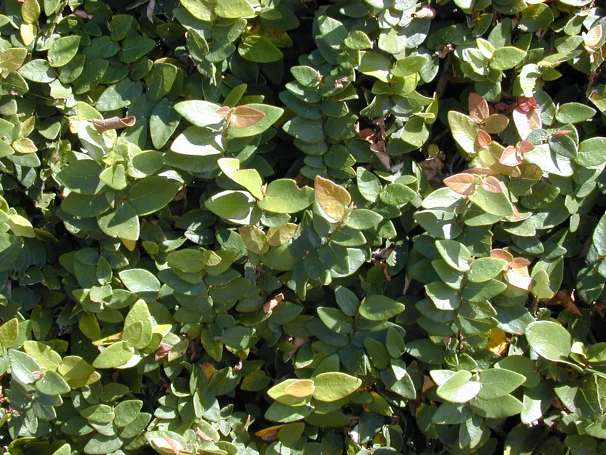 Plante ficus pumila montrant ses caractéristiques typiques