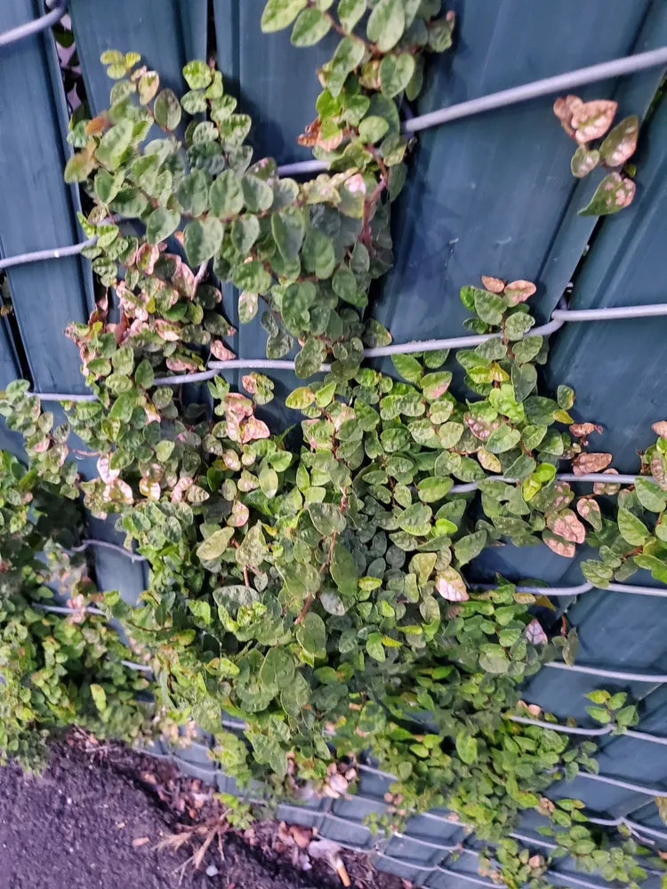 Plante ficus pumila montrant ses caractéristiques typiques