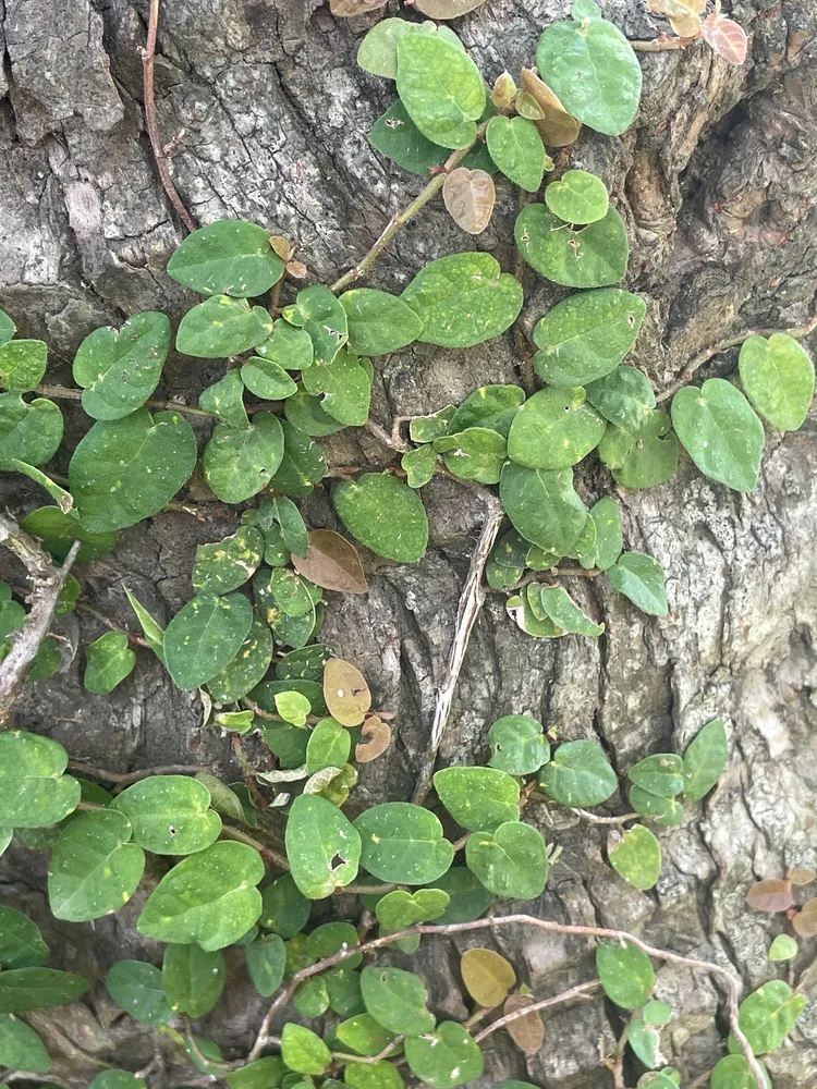 Plante ficus pumila montrant ses caractéristiques typiques