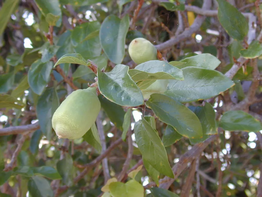 Plante ficus pumila montrant ses caractéristiques typiques