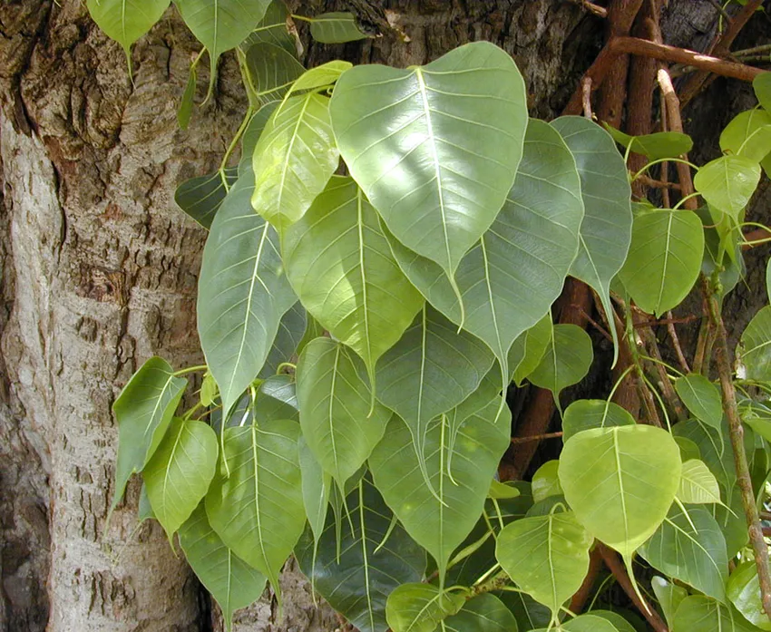 Plante ficus religiosa montrant ses caractéristiques typiques