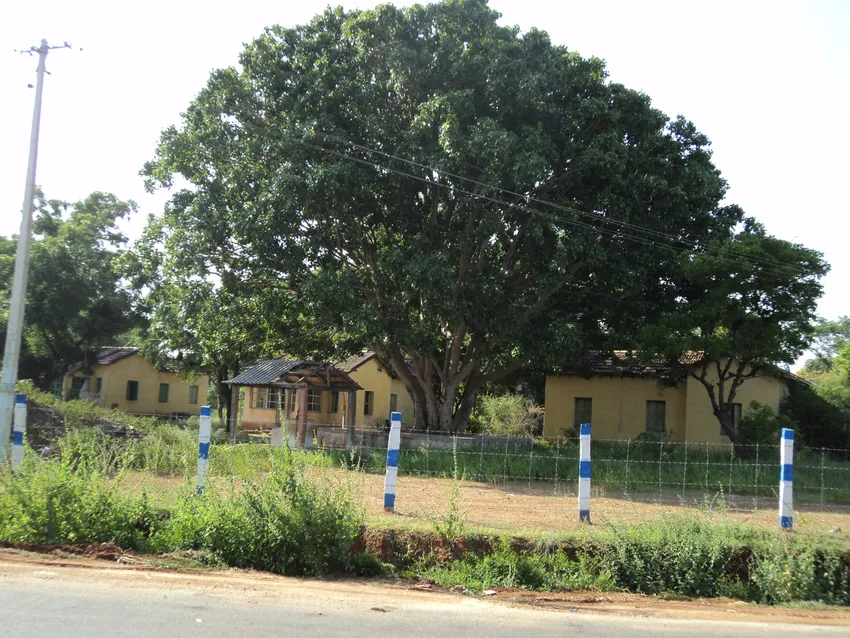 Plante ficus religiosa montrant ses caractéristiques typiques