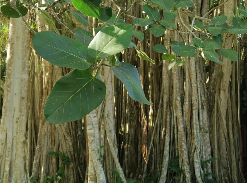 Plante ficus religiosa montrant ses caractéristiques typiques