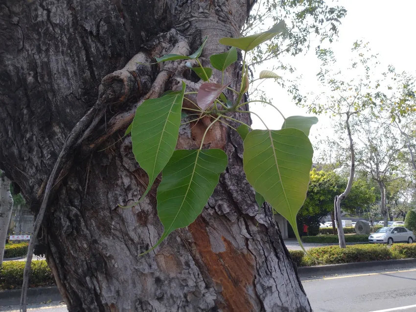 Plante ficus religiosa montrant ses caractéristiques typiques