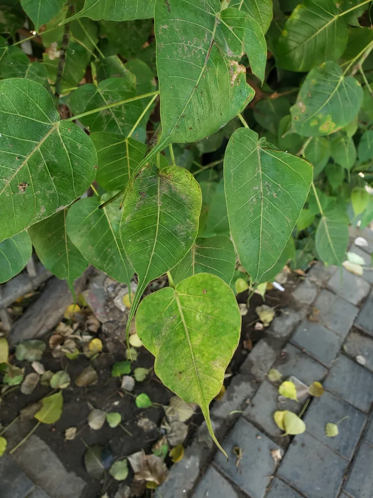 Plante ficus religiosa montrant ses caractéristiques typiques