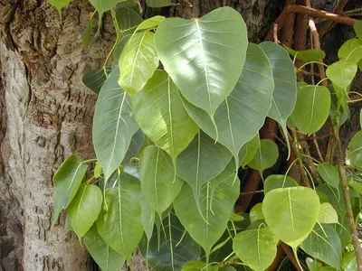 Image miniature de ficus religiosa