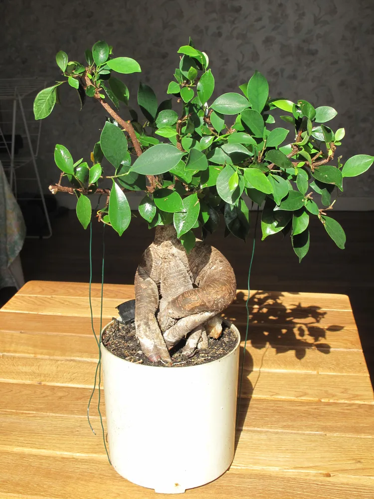 Plante ficus retusa montrant ses caractéristiques typiques