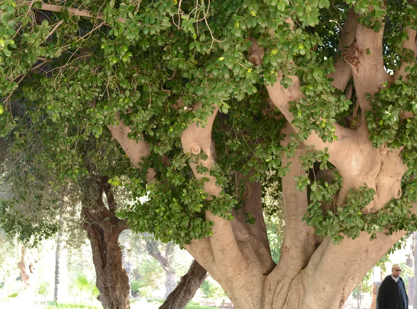 Plante ficus retusa montrant ses caractéristiques typiques