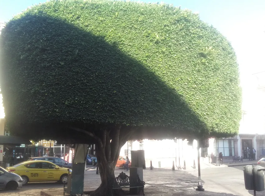 Plante ficus retusa montrant ses caractéristiques typiques