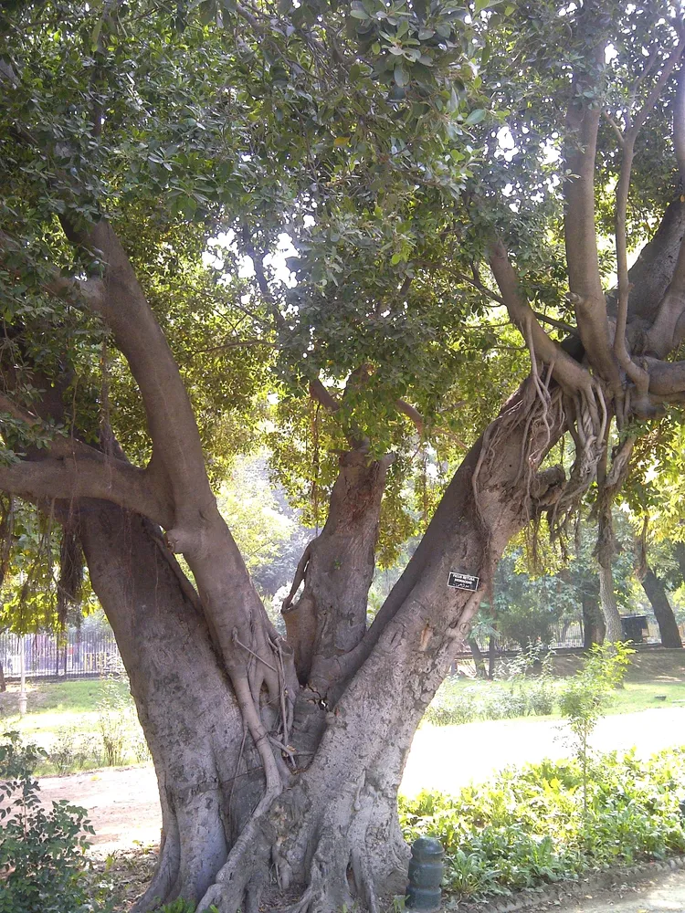 Plante ficus retusa montrant ses caractéristiques typiques