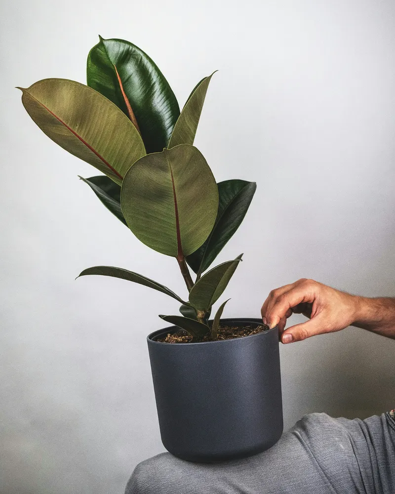 Plante ficus robusta montrant ses caractéristiques typiques