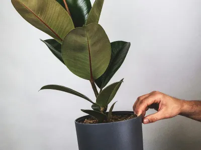 Image miniature de ficus robusta