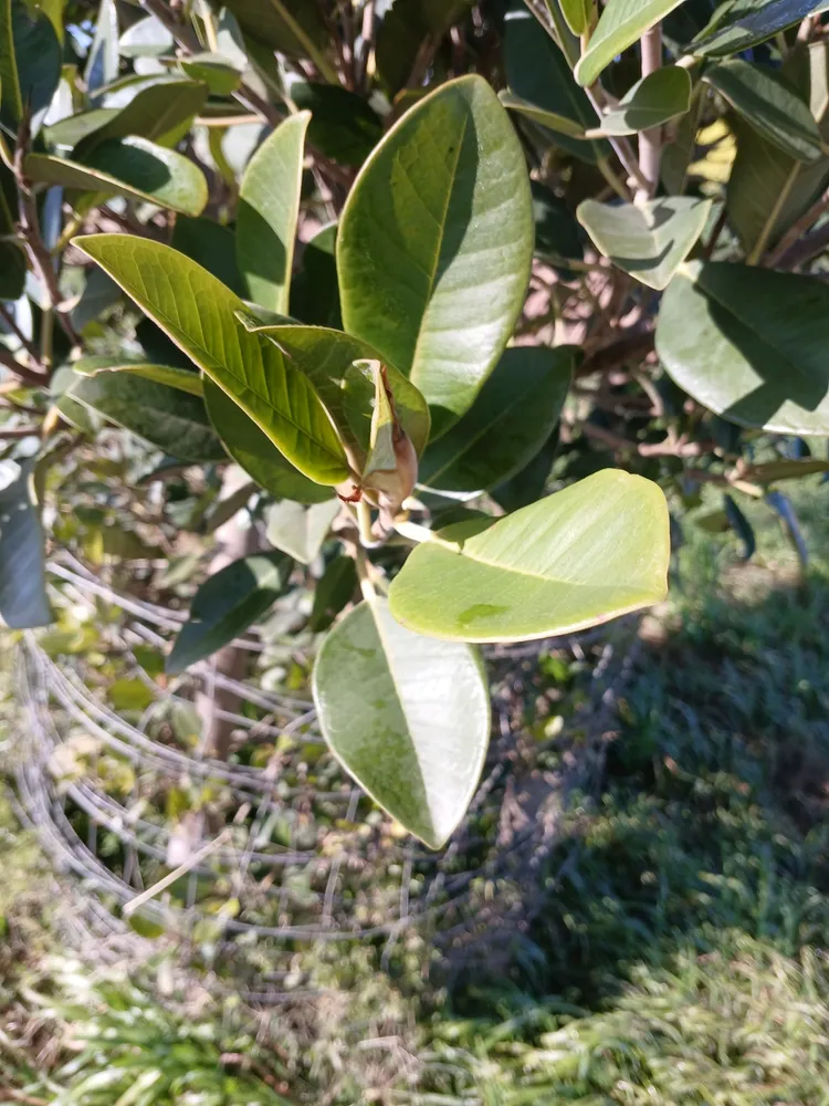 Plante ficus rubiginosa montrant ses caractéristiques typiques