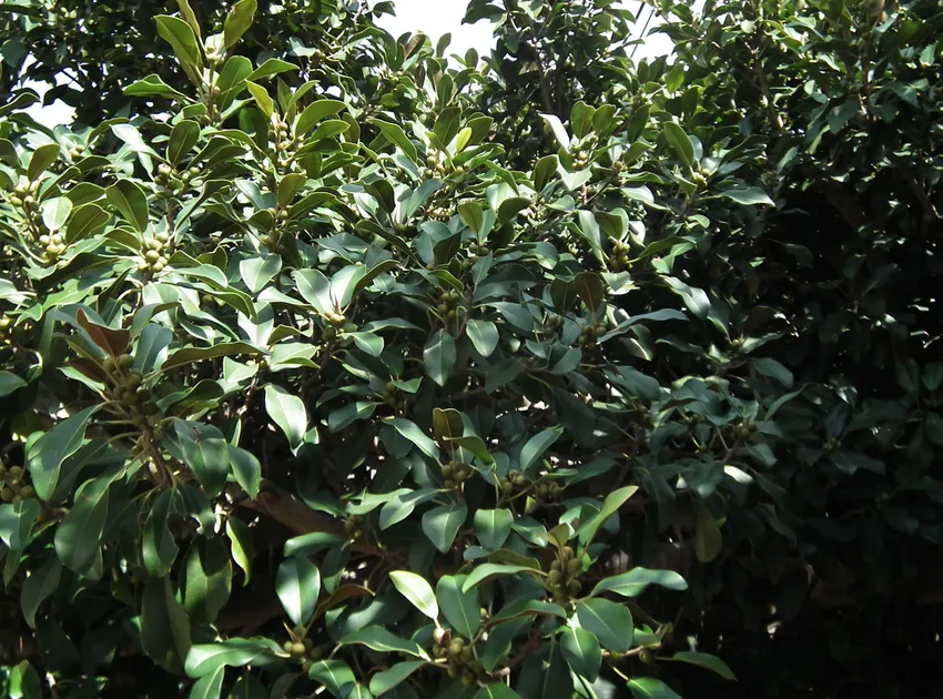 Plante ficus rubiginosa montrant ses caractéristiques typiques