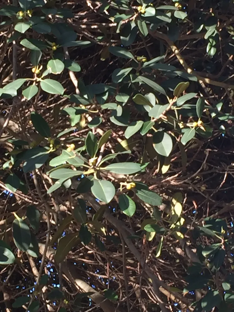 Plante ficus rubiginosa montrant ses caractéristiques typiques