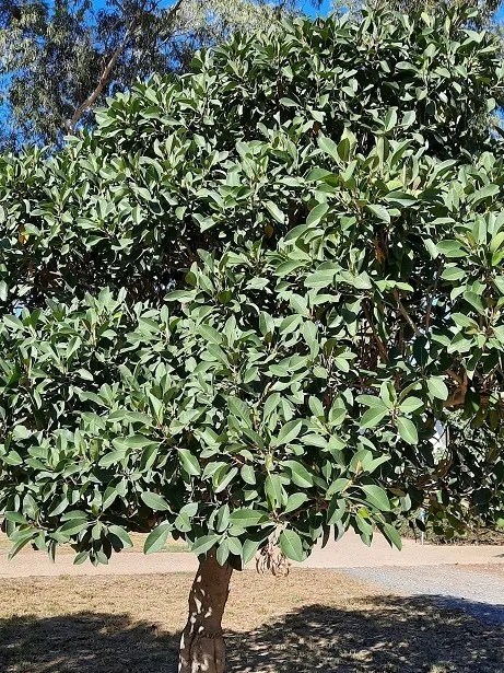 Plante ficus rubiginosa montrant ses caractéristiques typiques