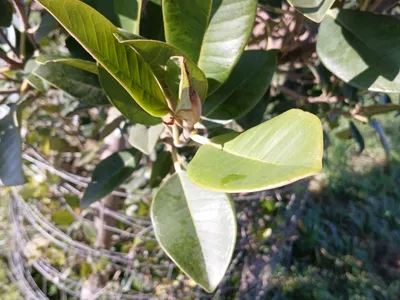 Image miniature de ficus rubiginosa