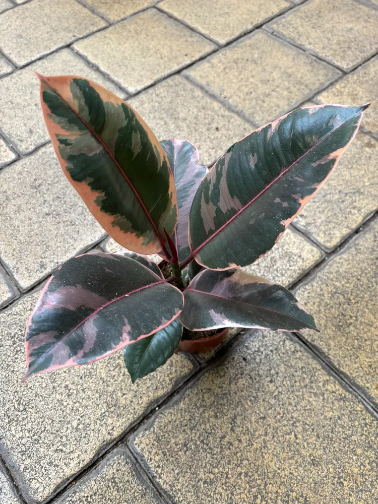 Plante ficus ruby montrant ses caractéristiques typiques