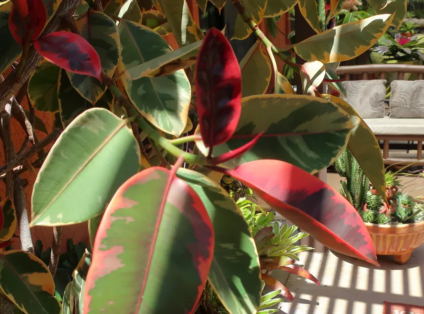 Plante ficus ruby montrant ses caractéristiques typiques