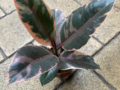 Image miniature de ficus ruby