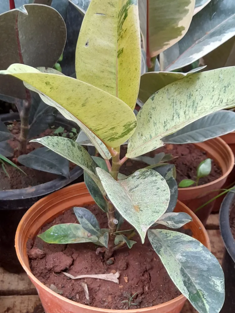 Plante ficus shivereana montrant ses caractéristiques typiques