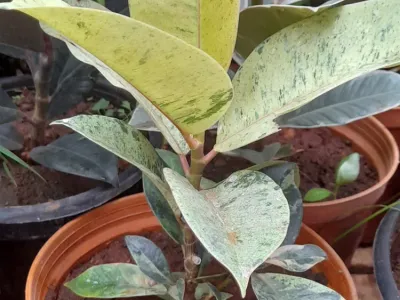 Image miniature de ficus shivereana