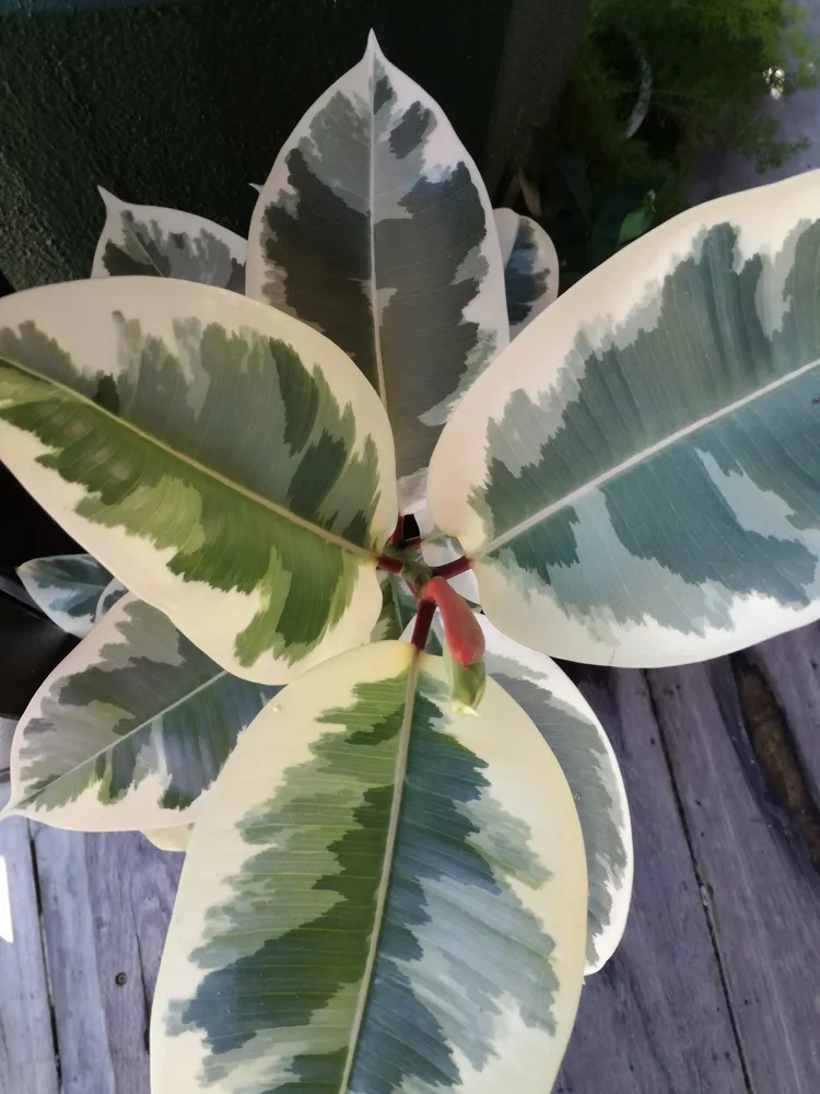 Plante ficus tineke montrant ses caractéristiques typiques