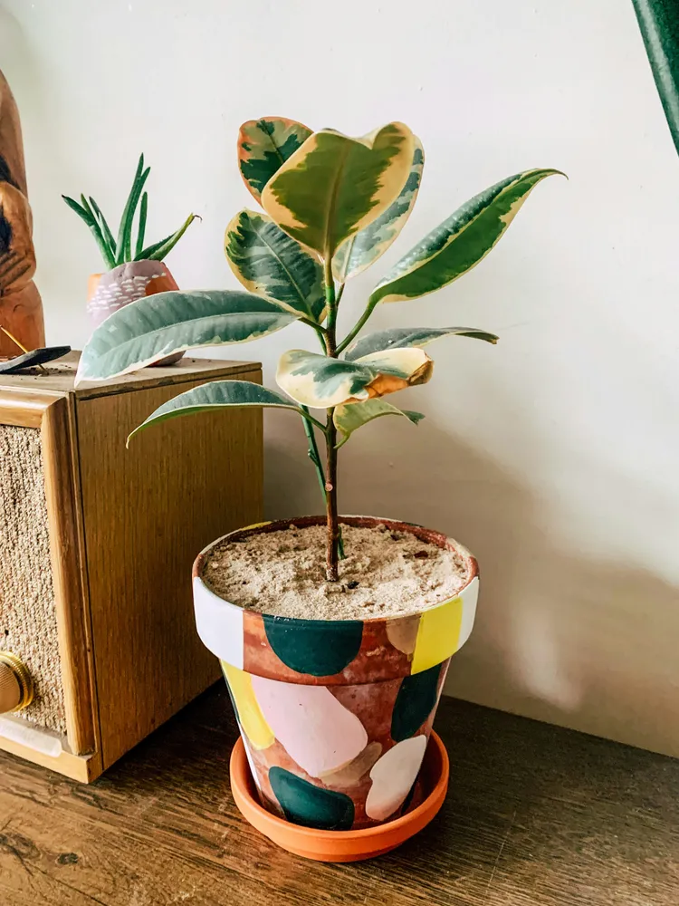 Plante ficus tineke montrant ses caractéristiques typiques