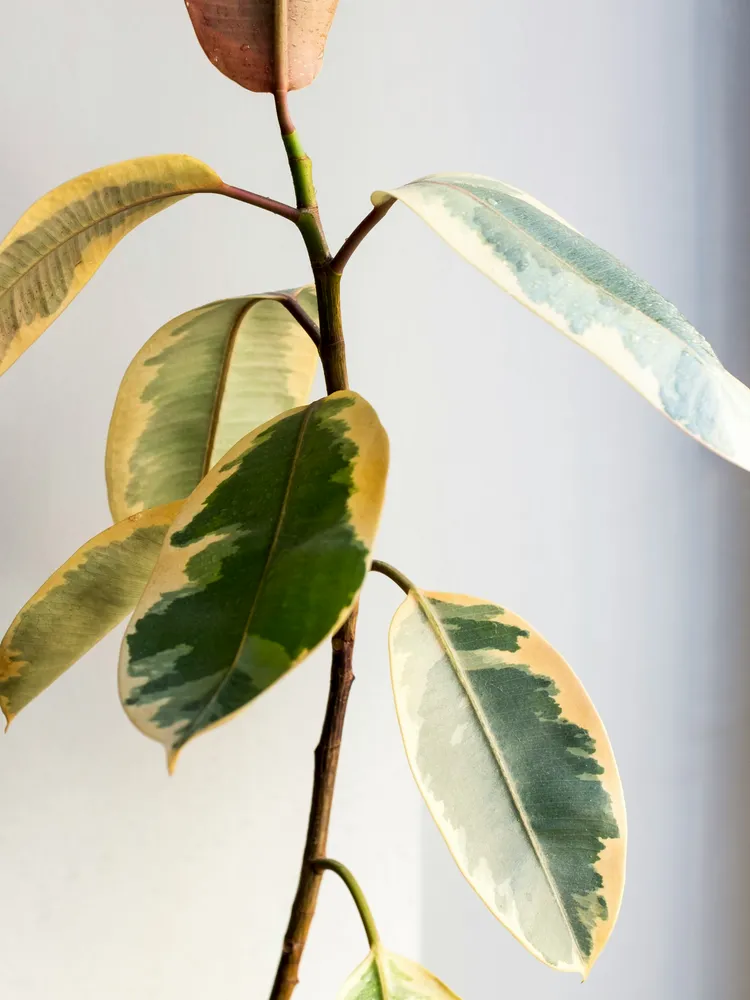 Plante ficus tineke montrant ses caractéristiques typiques