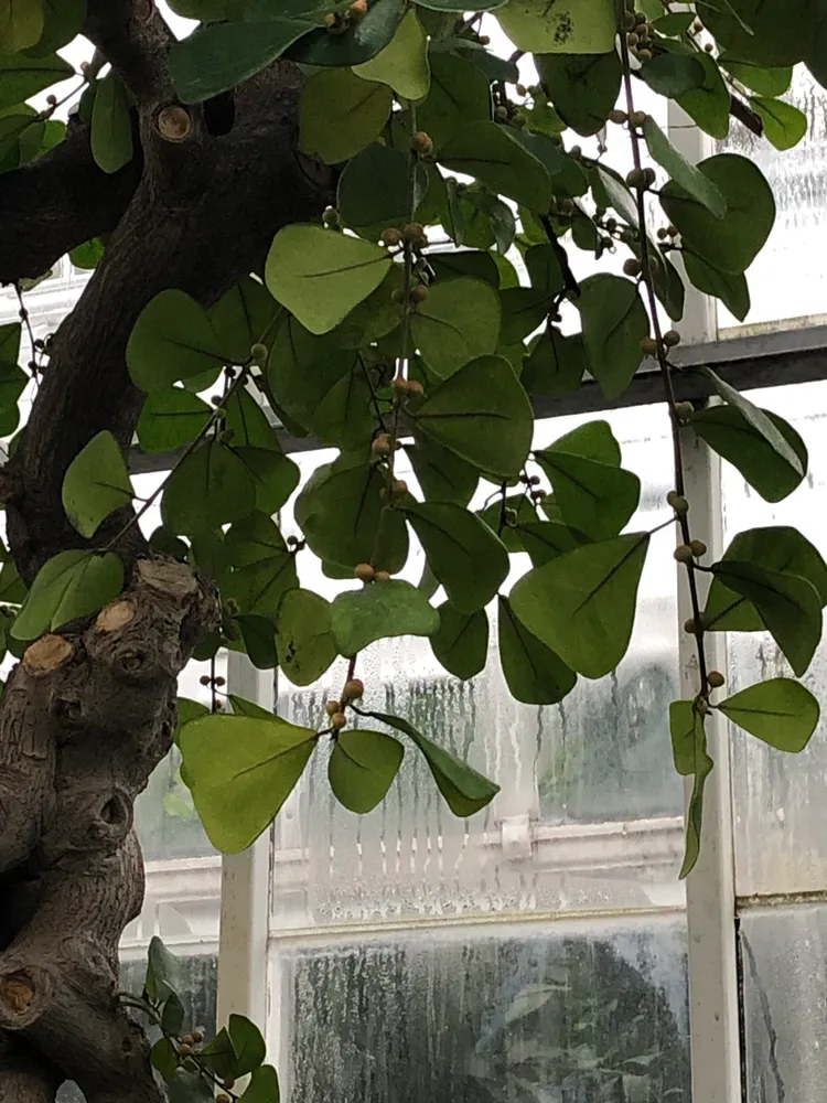 Plante ficus triangularis montrant ses caractéristiques typiques