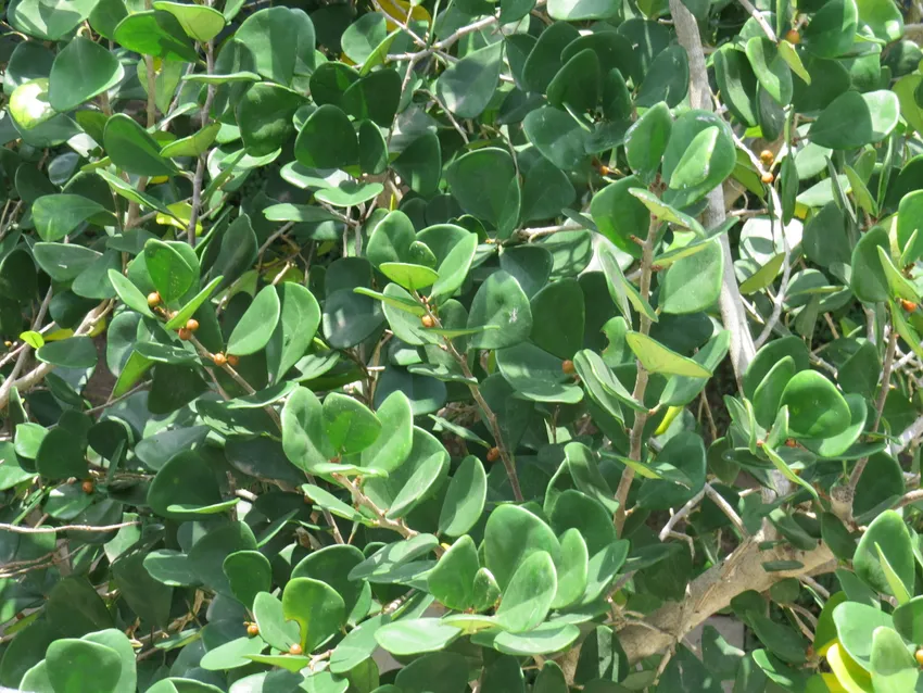 Plante ficus triangularis montrant ses caractéristiques typiques