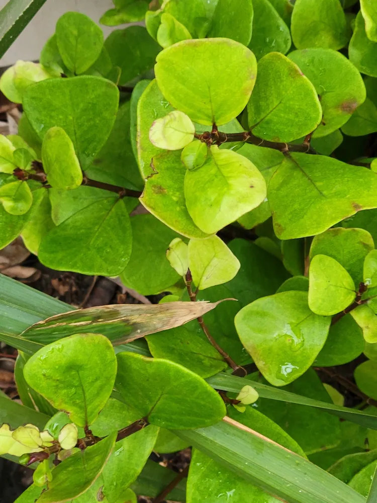 Plante ficus triangularis montrant ses caractéristiques typiques