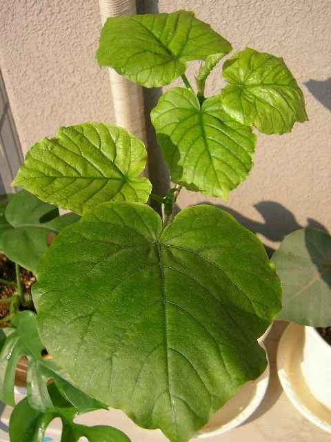 Plante ficus umbellata montrant ses caractéristiques typiques