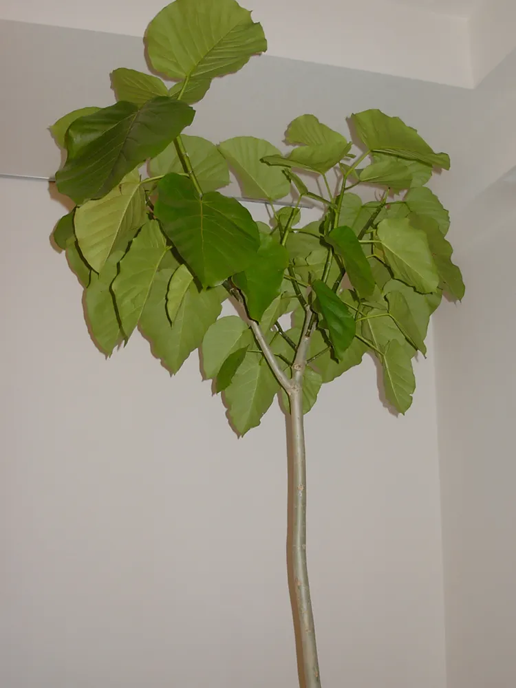 Plante ficus umbellata montrant ses caractéristiques typiques