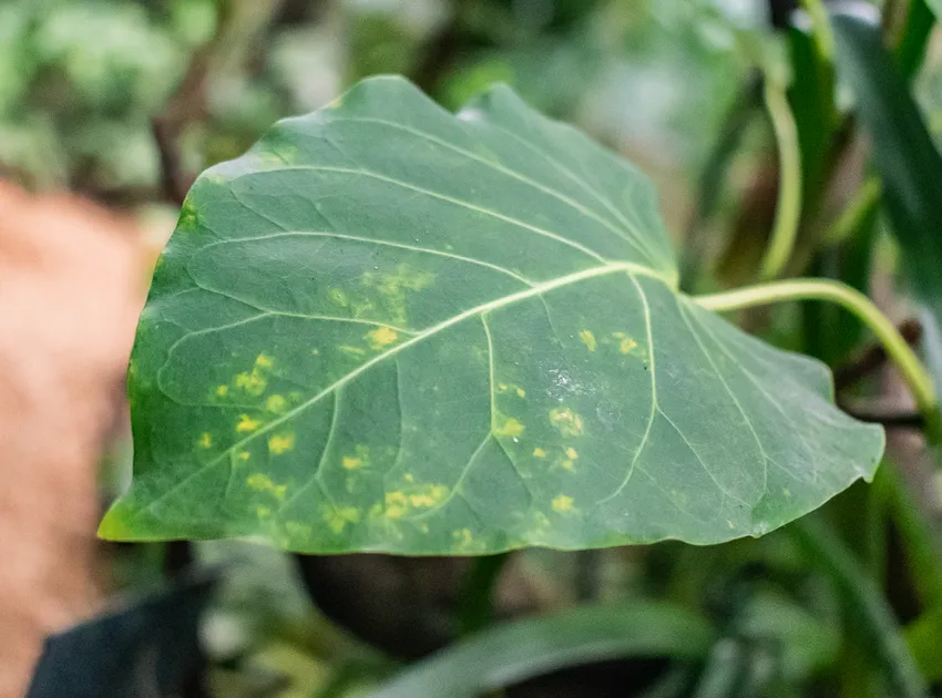 Plante ficus umbellata montrant ses caractéristiques typiques