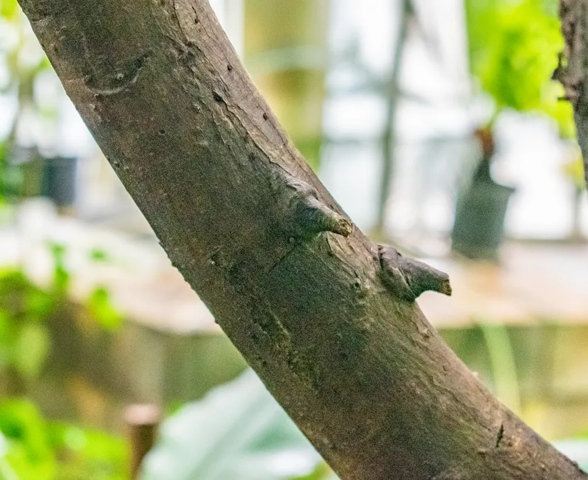 Plante ficus umbellata montrant ses caractéristiques typiques