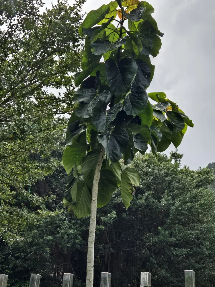 Plante ficus umbellata montrant ses caractéristiques typiques